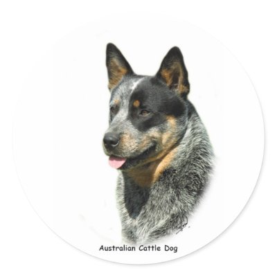 Australian Cattle Dog 9F061D-05 Sticker by TraffordPhotos