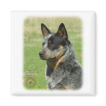 Australian Cattle Dog 9F061D-06_2 Fridge Magnets