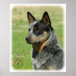 Australian Cattle Dog 9F061D-06_2 Posters