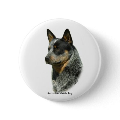 Australian Cattle Dog 9F061D-06 Buttons by TraffordPhotos