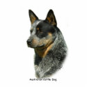 Australian Cattle Dog 9F061D-06 photo sculptures