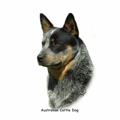 Australian Cattle Dog 9F061D-06 Cut Out by TraffordPhotos