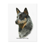 Australian Cattle Dog 9F061D-06 Postcards