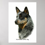 Australian Cattle Dog 9F061D-06 Poster