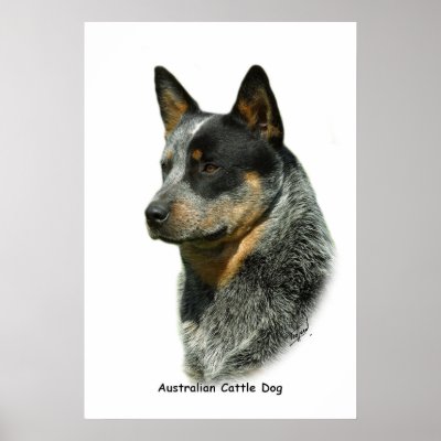 Australian Cattle Dog 9F061D-06 Poster by TraffordPhotos