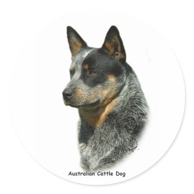 Australian Cattle Dog 9F061D-06 Round Stickers by TraffordPhotos