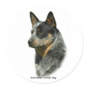 Australian Cattle Dog 9F061D-06 stickers