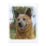 Australian Cattle Dog 9K009D-15 Post Card