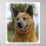 Australian Cattle Dog 9K009D-15 Posters