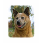 Australian Cattle Dog 9K009D-15 t-shirts
