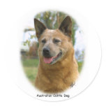 Australian Cattle Dog 9K009D-19 Round Sticker