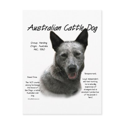 Australian Cattle Dog (blue) History Design by GreyWolfCreation