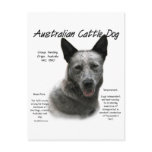 Australian Cattle Dog (blue) History Design Postcard