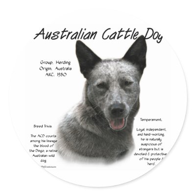 Australian Cattle Dog (blue) History Design by GreyWolfCreation