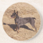 Australian Cattle Dog Coaster