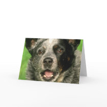 Australian Cattle Dog Greeting Card