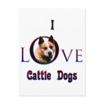 Australian Cattle Dog I Love Postcard