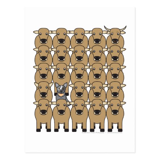 Australian Cattle Dog in the Herd Post Card