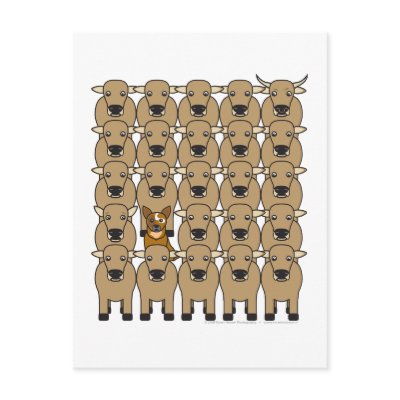 Australian Cattle Dog in the Herd Postcard by khocker