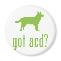 Australian Cattle Dog