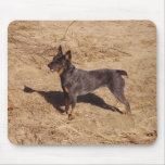 Australian Cattle Dog Mouse Pad