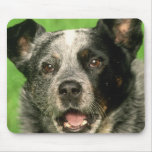 Australian Cattle Dog Mouse Pad mousepads