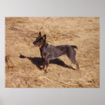 Australian Cattle Dog on Canvas posters