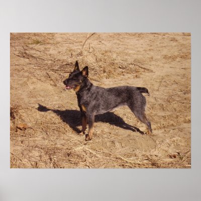 Australian Cattle Dog on Canvas Print by pawprintedlife