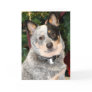 Australian Cattle Dog Photo