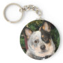 Australian Cattle Dog Photo
