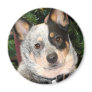 Australian Cattle Dog Photo