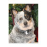 Australian Cattle Dog Photo
