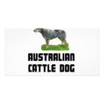 Australian Cattle Dog Picture Card