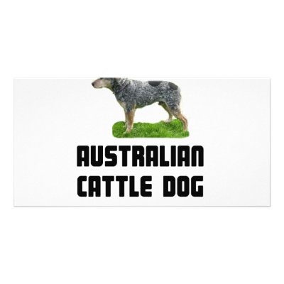 Australian Cattle Dog Picture Card by bartstshirts