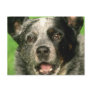 Australian Cattle Dog Postcard