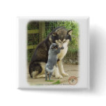 Australian Cattle Dog pup with Alaskan Malamute Buttons