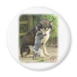 Australian Cattle Dog pup with Alaskan Malamute Fridge Magnets
