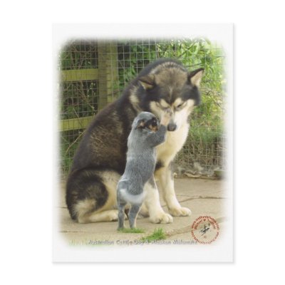 Australian Cattle Dog pup with Alaskan Malamute Post Cards by TraffordPhotos