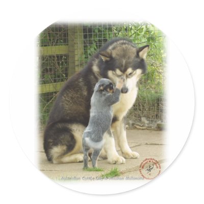 Australian Cattle Dog pup with Alaskan Malamute Sticker by TraffordPhotos