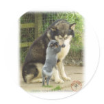 Australian Cattle Dog pup with Alaskan Malamute stickers