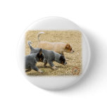 Australian Cattle Dog puppies 8T57D-18 Pins