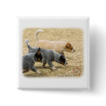 Australian Cattle Dog puppies 8T57D-18 Pinback Buttons