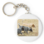 Australian Cattle Dog puppies 8T57D-18 Key Chains