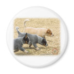 Australian Cattle Dog puppies 8T57D-18 Magnet