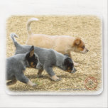 Australian Cattle Dog puppies 8T57D-18 Mouse Pad
