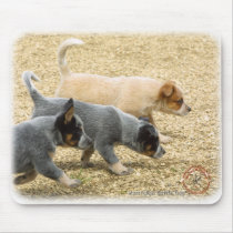Australian Cattle Dog puppies 8T57D-18 Mouse Pad