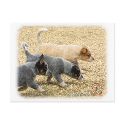Australian Cattle Dog puppies 8T57D-18 Postcard by TraffordPhotos