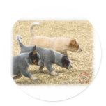 Australian Cattle Dog puppies 8T57D-18 Sticker