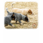 Australian Cattle Dog puppies 8T57D-18 t-shirts