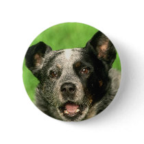 Australian Cattle Dog Round Button